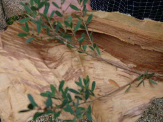 Paperbark, useful for many purposes from roofing material to bandages